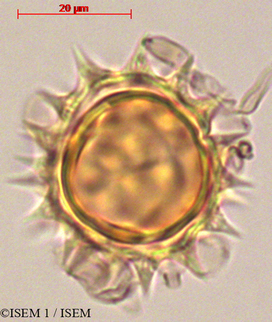 ISEM 1/Verbesina_arborea_29080/Verbesina_arborea_29080_0002(copy).jpg